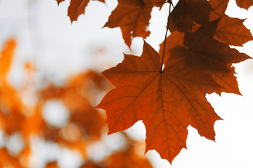 Naklejka na ściany i meble Autumnal ornament, yellow or orange leaves of maple