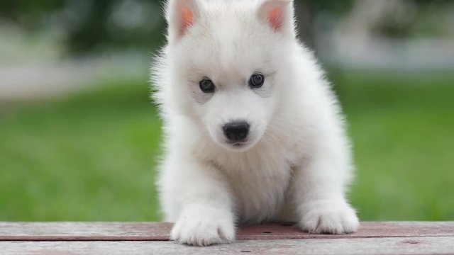 Cute siberian husky puppy playing in the park and look at camera slow motion 