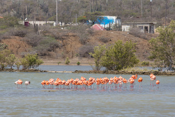 Flamingos in der Karibik