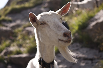 Obraz premium Goat in Switzerland