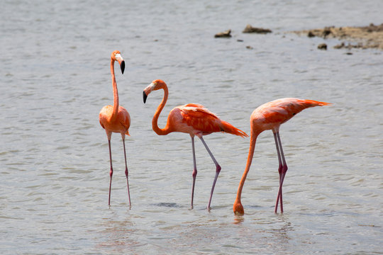 Flamingos in der Karibik