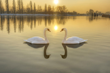 Fototapeta premium Dwa białe łabędzie na rzece o zachodzie słońca