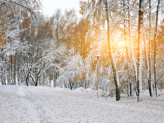 First snow in the forest. Snow covered trees in the wood.