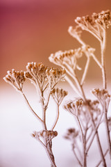 Dried flowers and plants on a background sunset