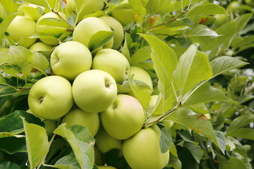 golden delicious