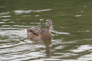 Female Mallard
