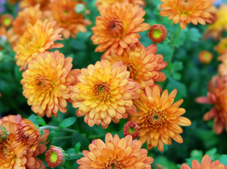Orange chrysanthemums on a flowerbed in the garden.