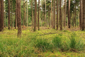 Obraz premium Wildnis