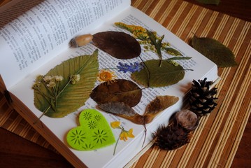 preparations for autumn craft with kids. Herbarium from dried leaves. Learning children at home, fall nature collage.