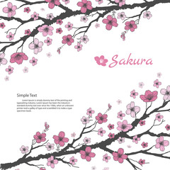 Sakura branch with sweet pink flowers on white background.