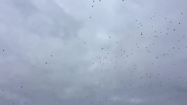 birds circling in the sky, a flock of slow motion bird video crows