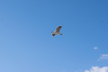 Möwe mit blauem Himmel und Wolken