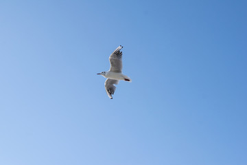 Möwe mit blauem Himmel