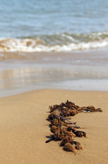 summery beach shore image