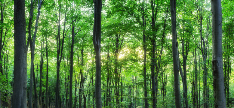 Panorama of green mountain forest with the sunlight through the trees background