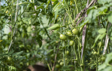 a bunch of green tomatoes in a greenhouse