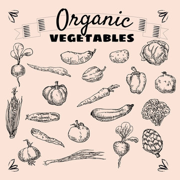 Organic fruits and vegetables, food, hand drawing, vector, banner, vintage, illustration