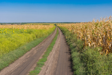 Fototapeta na wymiar September landscape with an earth road between agricultural field with goldish maize near Dnipro city, Ukraine