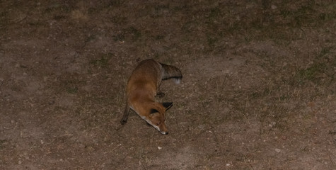 Red Fox - Vulpes vulpes
