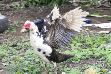 an African Duck spreading wings