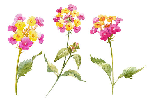 Watercolor Lantana flower set