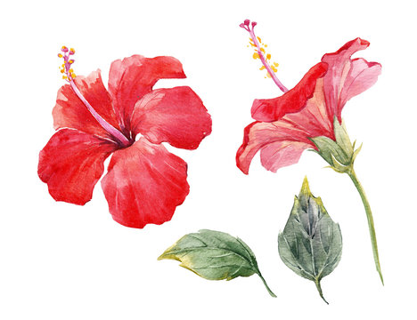 Hibiscus Watercolor Images – Browse 32,898 Stock Photos, Vectors, and Video  | Adobe Stock