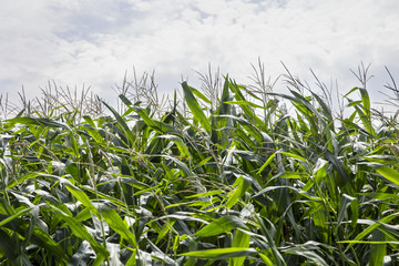 Obraz premium Cornfield