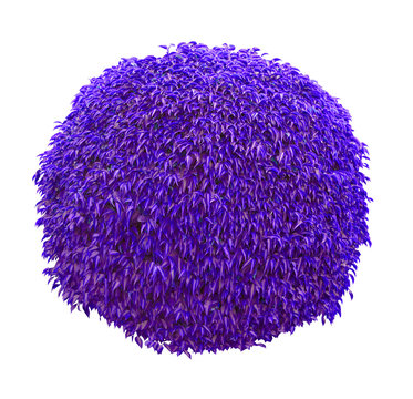 Purple blue ball shaped bush isolated on white background