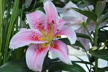 Lily flower