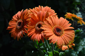 Gerbera flower