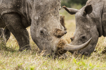 Obraz premium Close up of a rhino in Kruger Park, South Africa.