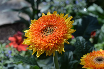 Gerbera flower