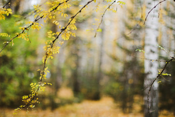 branch of a tree with leaves bokeh blurring