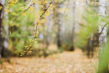branch of a tree with leaves bokeh blurring