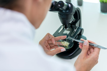 Scientist doing some tests on plants