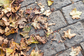 Yellow autumn leaves lying on the paving stones