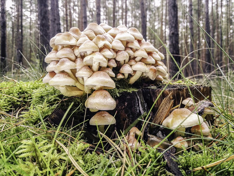 Pilz Kolonie auf einem Baumstamm