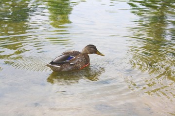 Duck (mallard) on the pond