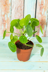 Pilea peperomioides, money plant. Isolated plant in pot. Wooden blue and brown background. 