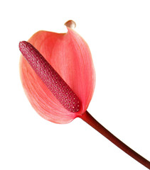 Beautiful tropical flower on white background