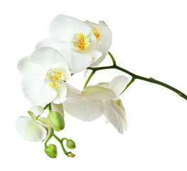 Obraz na płótnie Canvas Beautiful tropical flowers on white background