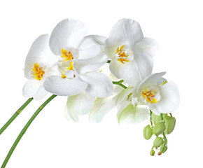 Obraz na płótnie Canvas Beautiful tropical flowers on white background