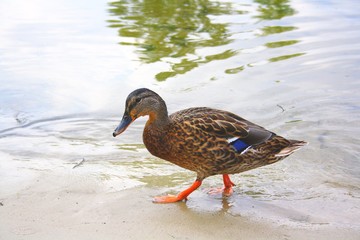  Duck (mallard)