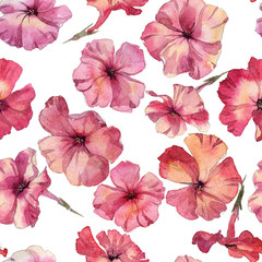 Phlox flowers hand drawn watercolor pattern