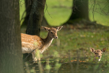 Young deer and trees in the woods