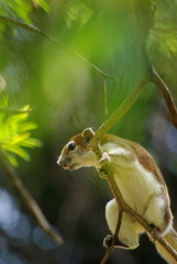 Squirrel on the tree