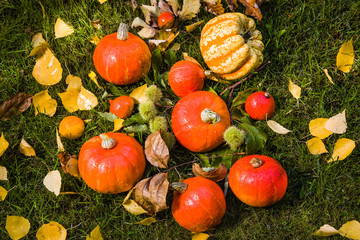 Pumpkin full of beautiful fall colors