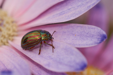 Rosemary Beetle