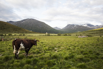 Fototapeta na wymiar A cow in Norwegian mountains jotunheimen