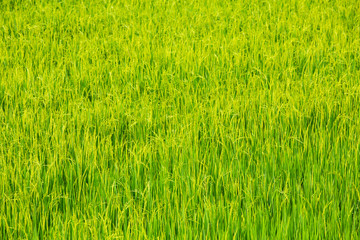 Rice field, Field background